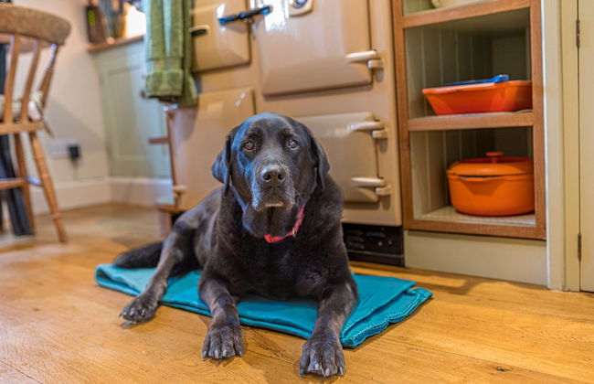 Cosy Dog Welcoming, Cosy Countryside Retreat - Foto 20