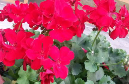 Casa Chigi - Foto 25