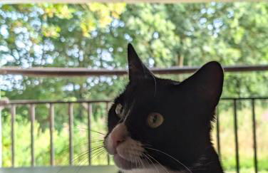 Traumkrone Ferienwohnungen - Wiesengrün - Foto 28