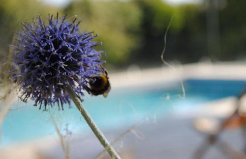 Eco-gîte - Domaine de La Gavolerie - Photo 19