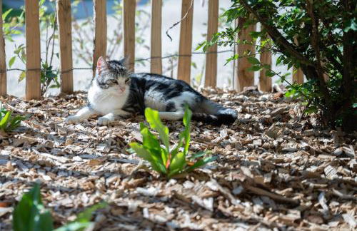 Ancien moulin avec Jacuzzi - Foto 8