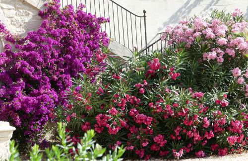 Domaine de la Vidalle - Foto 13