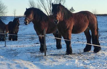 Wigierska Piertówka - Foto 33