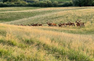 Osada Jaćwingów - Foto 31