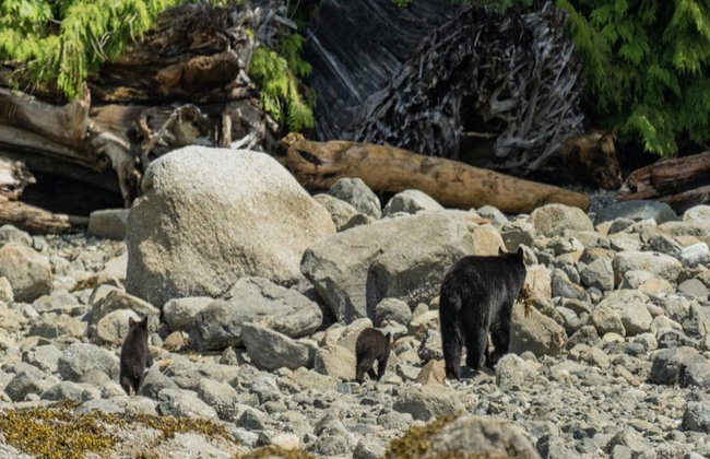 Spring Bear and Water Fall Tour - Foto 6