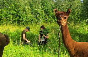 Agroturystyka Zagroda Alpaka - Foto 66