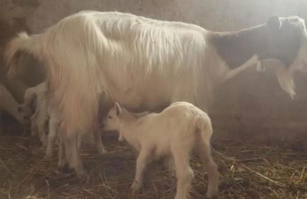 Agriturismo Su Solianu - Foto 33