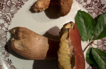 Gib mir funf! Ferienwohnung in St. Blasien - Foto 17