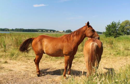 Haus Rosengarten - Foto 21