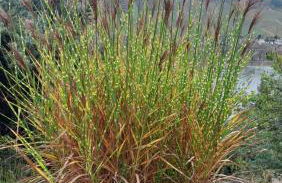 Ferienwohnung Märchenhain am Mittelrhein - Rheinblick, Terrasse & Garten, 2 Schlafzimmer und 2 Bäder - Foto 18