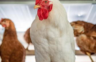 Ferienwohnung Kapellenhof - Foto 9