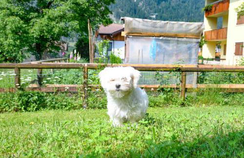 Residence Rta La Rosa delle Dolomiti - Foto 40