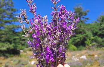 Holidays In Provence Alpes Maritimes - Foto 20