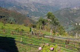 Quinta da Riba Má - Foto 53