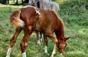 La Coqueta Del Sueve - Photo 69