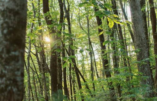 Secluded 4WD Getaway with Mountain Views and Hot Tub - Foto 13