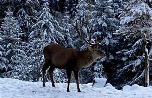 Ferienwohnungen Brack in Gaggenau - Foto 35