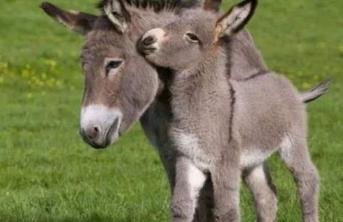 Apartman Milanko - Foto 58