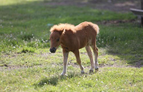 Agroturystyka Pod Pstrągiem - Foto 26