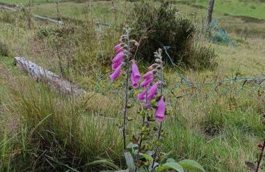 299 Willow Lodge - Foto 46