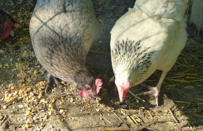 Les Cabanes de Warincthun - Foto 70