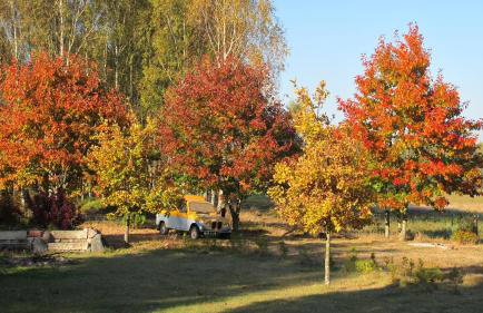 domki na leśnej polanie - Foto 46