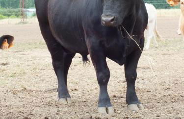 Quinta da Gafaria - Foto 51