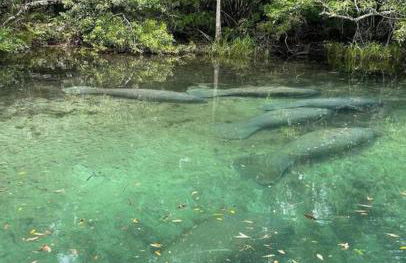 Weeki Wachee Retreat Canal home with hot tub kayaks canoe and boat with trolling motor included - Foto 54