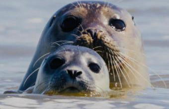 le chant de la rivière - Foto 27
