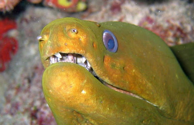 Livorno Aquarium Ticket - Foto 4