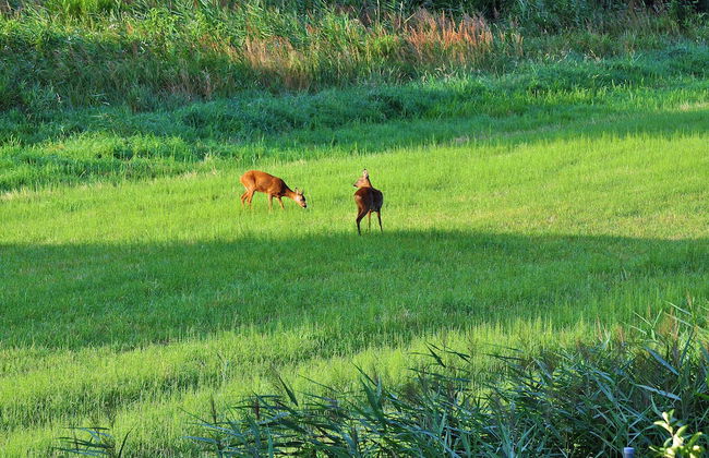 Elbhus Hamburg - Foto 43