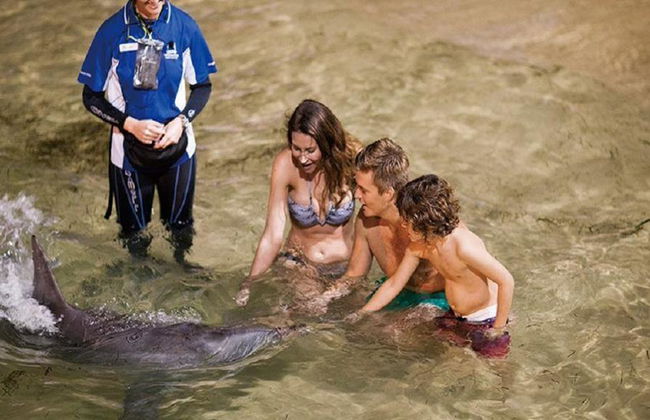 Crociera di un giorno per l'avvistamento delle balene all'isola di Tangalooma - Foto 3