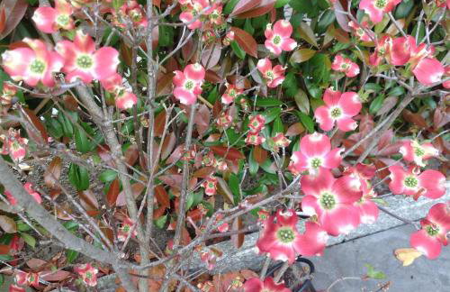 Wellness Suiten mit Whirlpool am Stadtrand von Essen - Foto 46