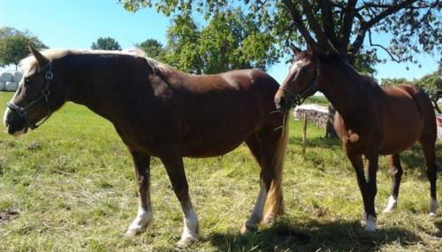 Ferienwohnungen Zeltnerhof - Foto 4