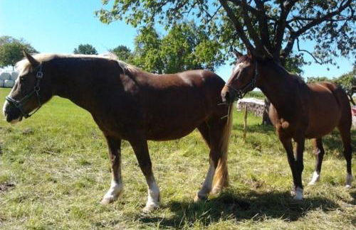 Ferienwohnungen Zeltnerhof - Photo 4