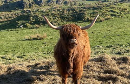 Cottage in Acharacle - Photo 25