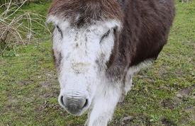 Delightful cosy shepherd's hut at Victorian Station - Foto 18