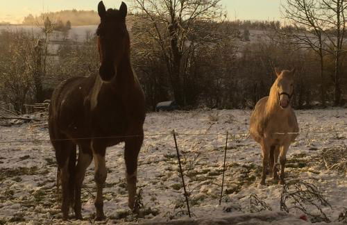 Ô pré de jade - Foto 16