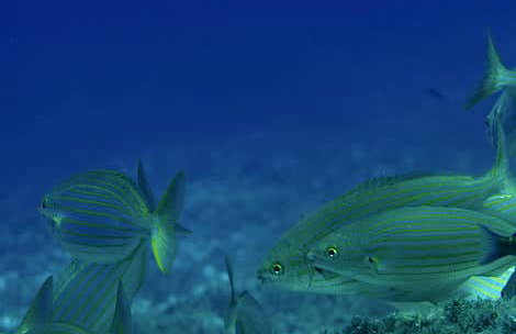 Snorkel en Cala en Brut - Foto 12