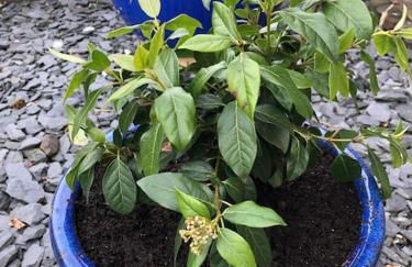 Coastal Village Cottage - Foto 10