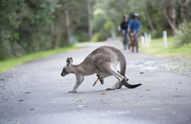 NRMA Myall Shores Holiday Park - Foto 38