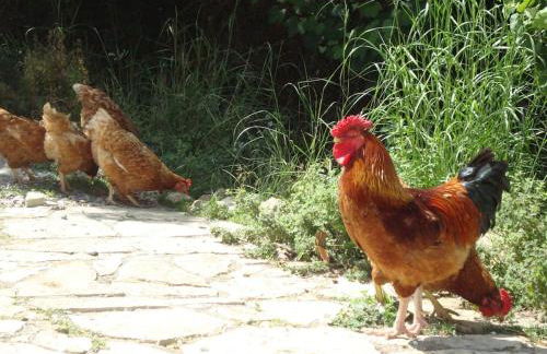 Vounaki Seaside Dreamland! - Foto 17