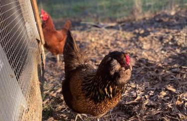 Cabin 1 Remote cabin next to Sam Houston National Forest - Foto 15