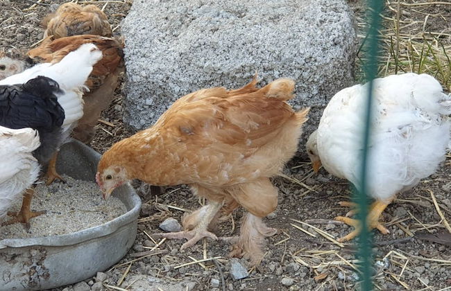 Agriturismo Mare e Monti - Foto 61