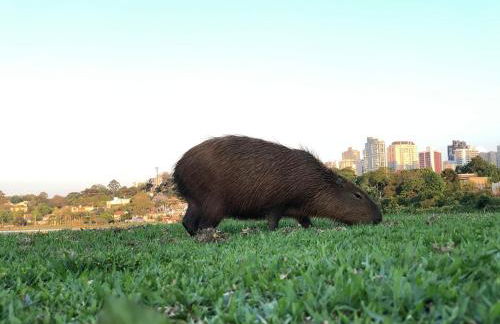 Apto aconchegante a 800m do Parque Barigui - Foto 23