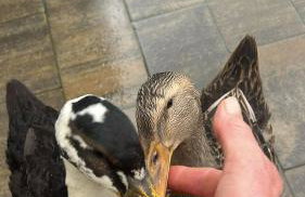 Park Wilkasy - Foto 48