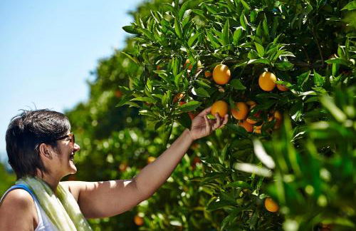 Quinta dos Perfumes - Foto 142