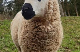 Ferienhaus Strunks ahl Häusje - Foto 32