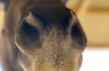 Rio Rancho Verde Two Bedroom Suite - Foto 70