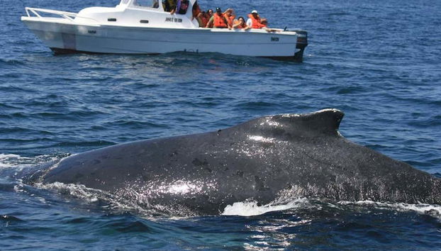 Avisando ballenas desde la lancha